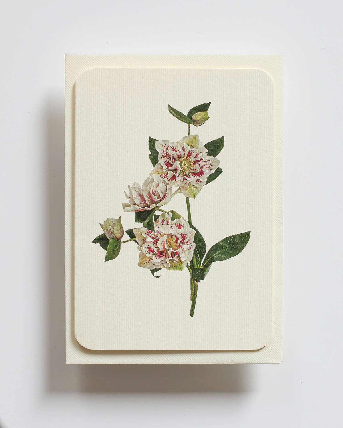 White Hellebore Greeting Card