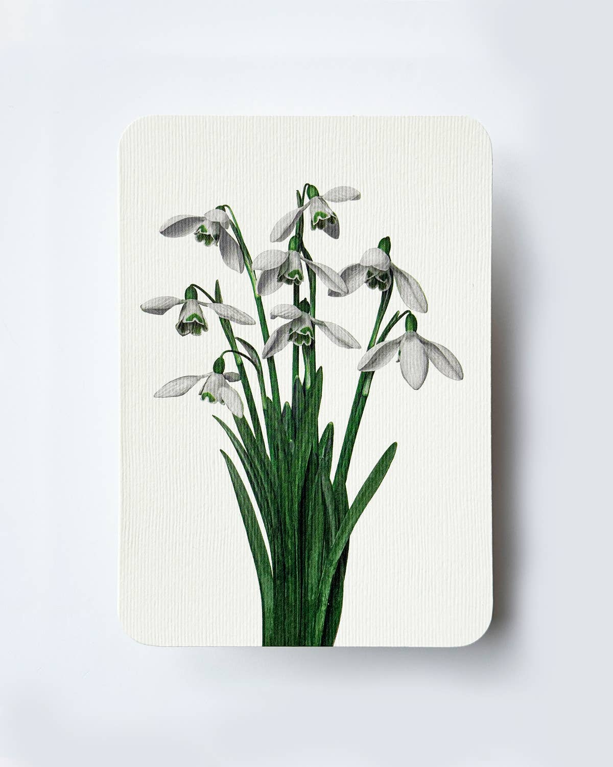 Snowdrops Greeting Card
