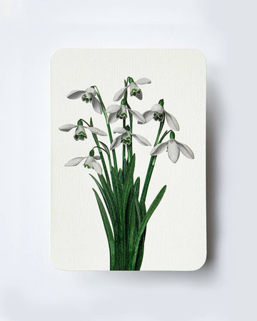 Snowdrops Greeting Card