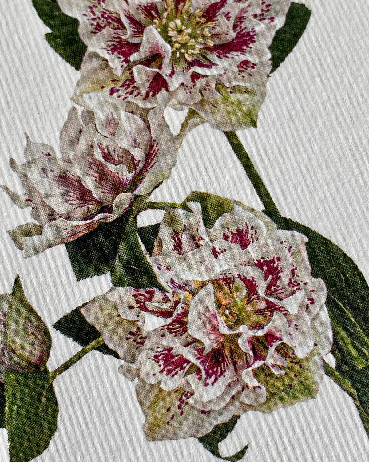 White Hellebore Greeting Card