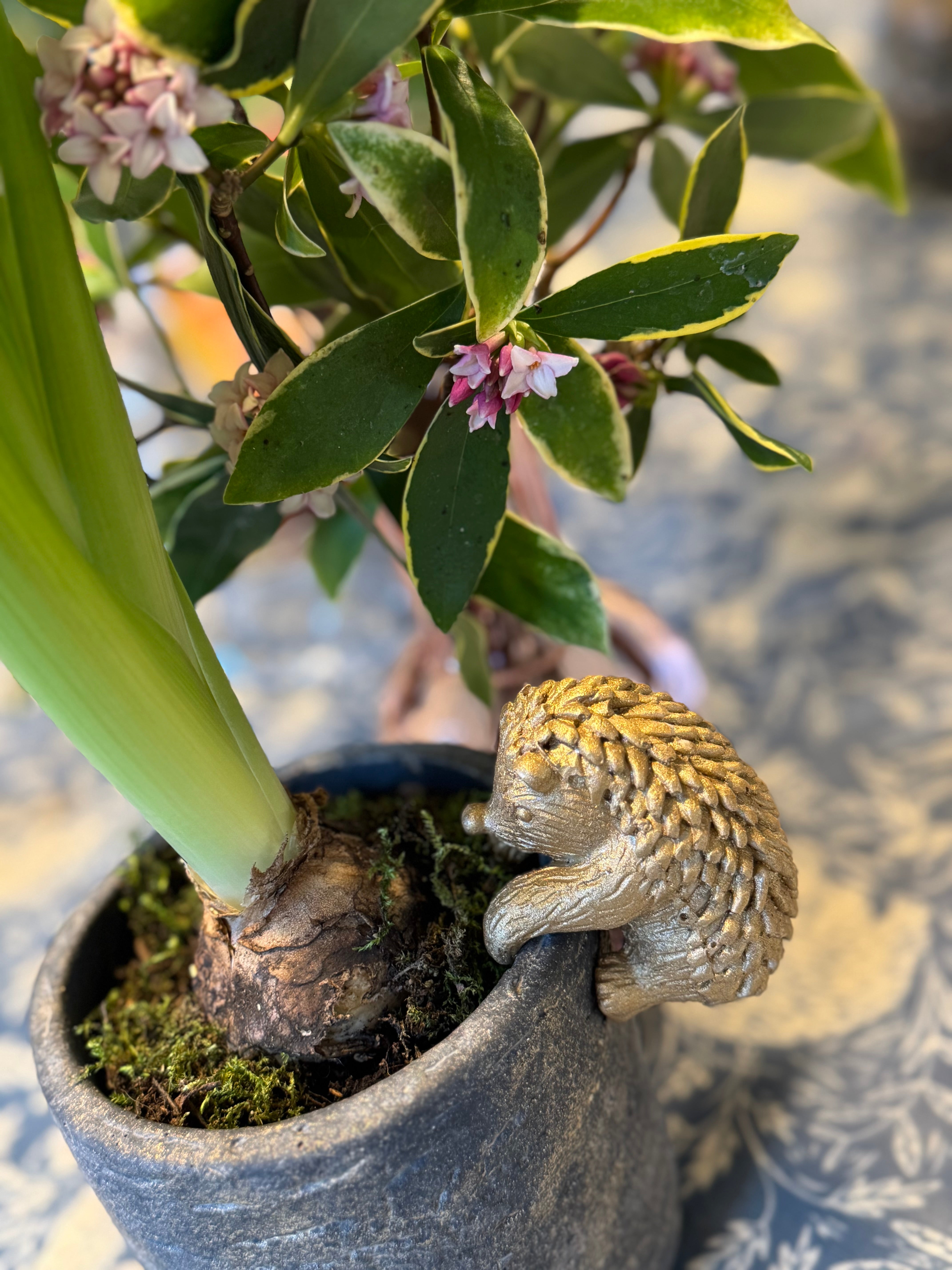 Mr Hedgie Pot