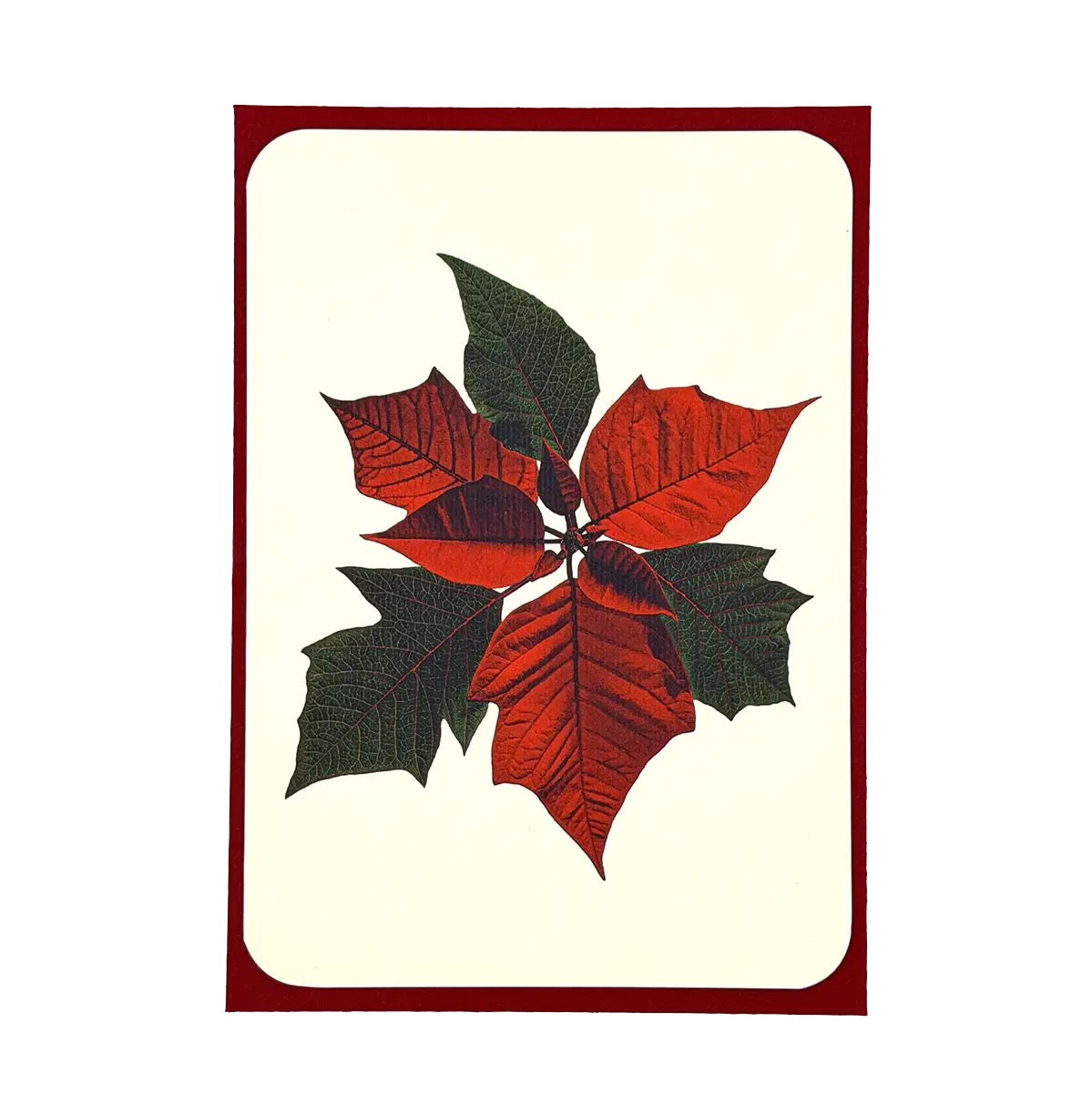 Poinsettia Greeting Card