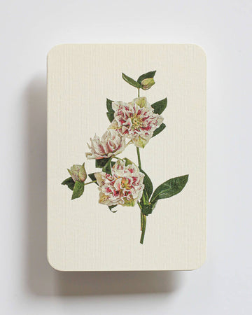 White Hellebore Greeting Card